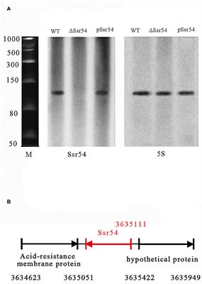 A Novel sRNA in Shigella flexneri That Regulates Tolerance and Virulence Under Hyperosmotic Pressure